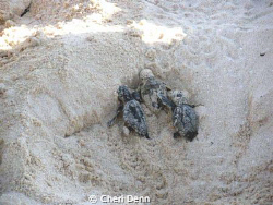 Just hatched baby seaturtles.  Look how small - not bigge... by Cheri Denn 